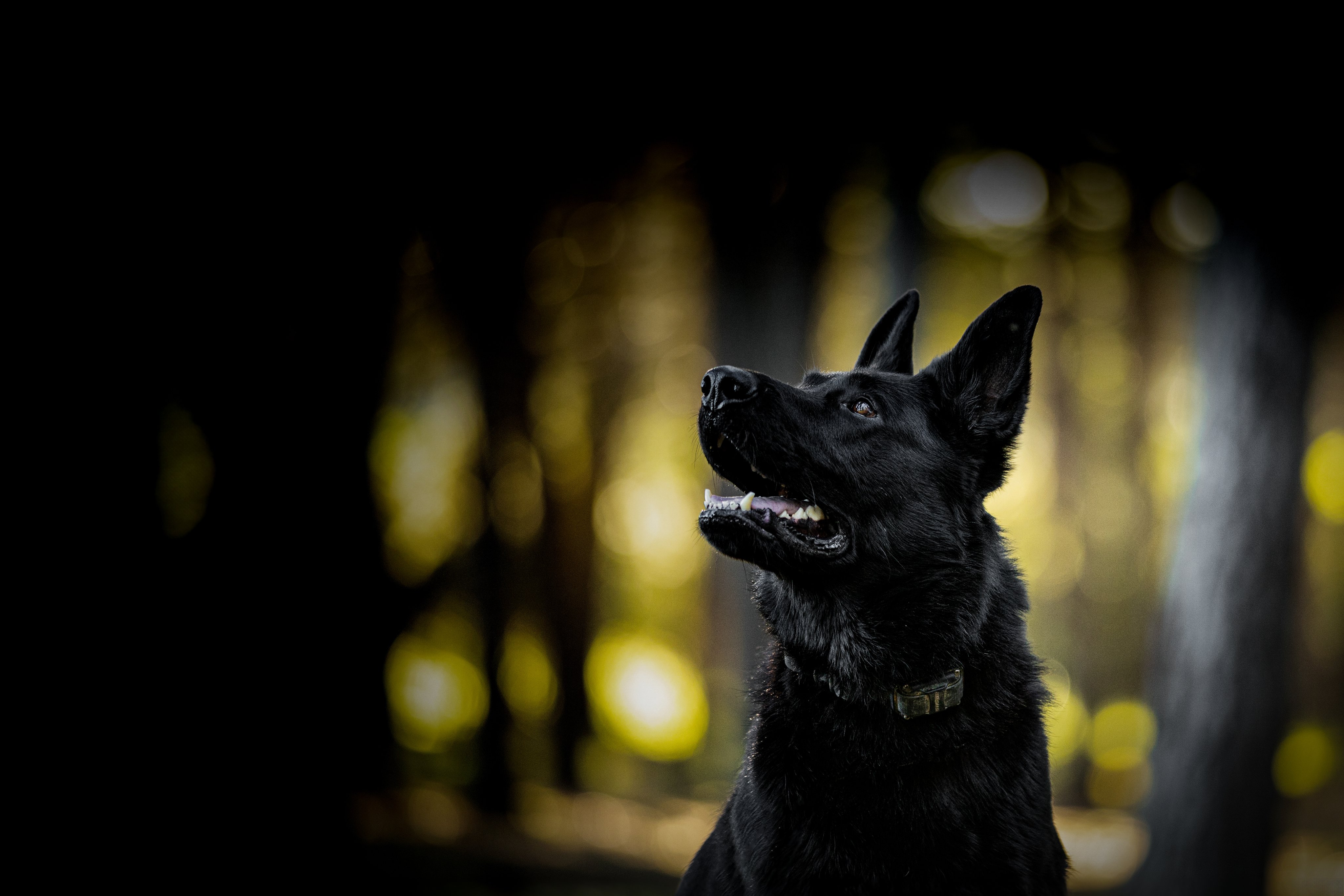 Black German Shepherd looking upward in a golden forest light