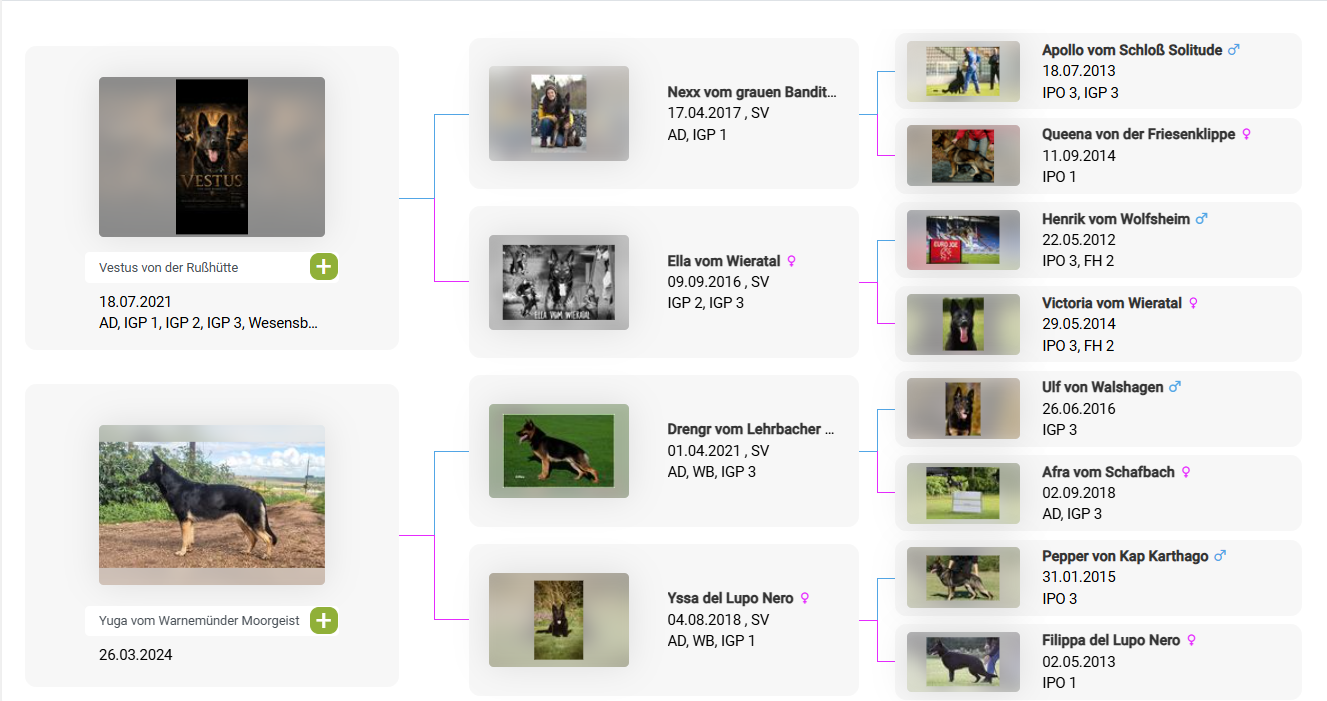Planned litter pedigree