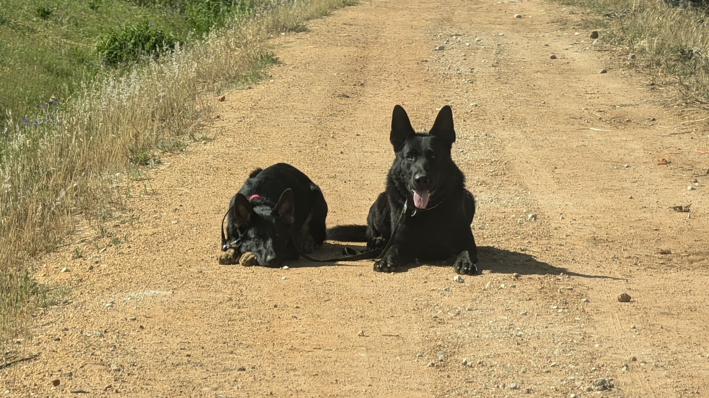 Two black German Shepherds resting calmly on a dirt road