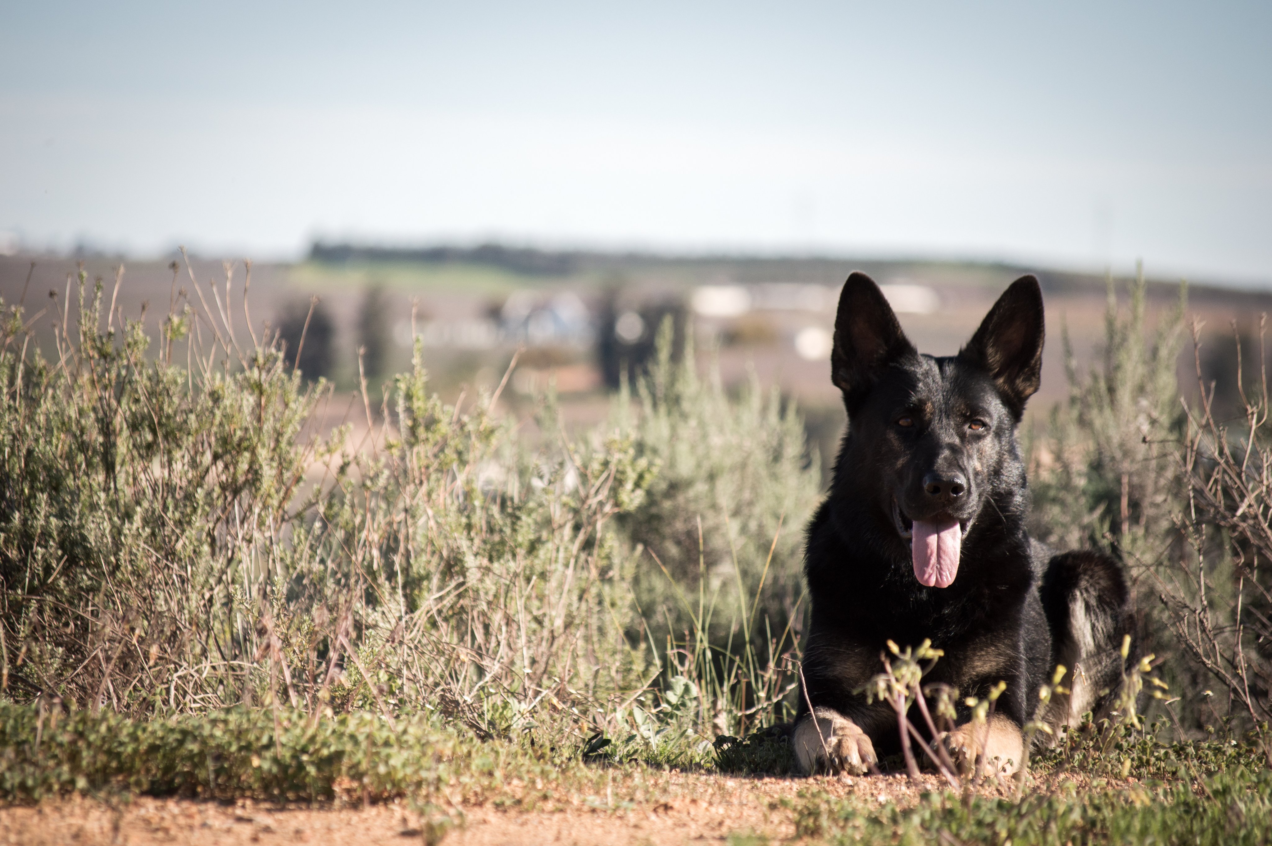 German Shepherd
